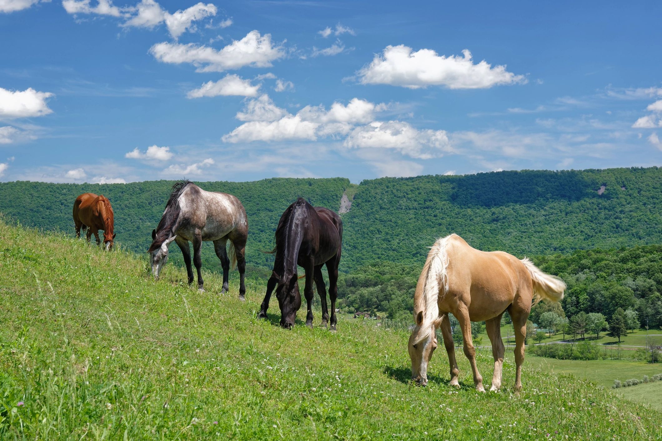 Horses grazing on a green hillside