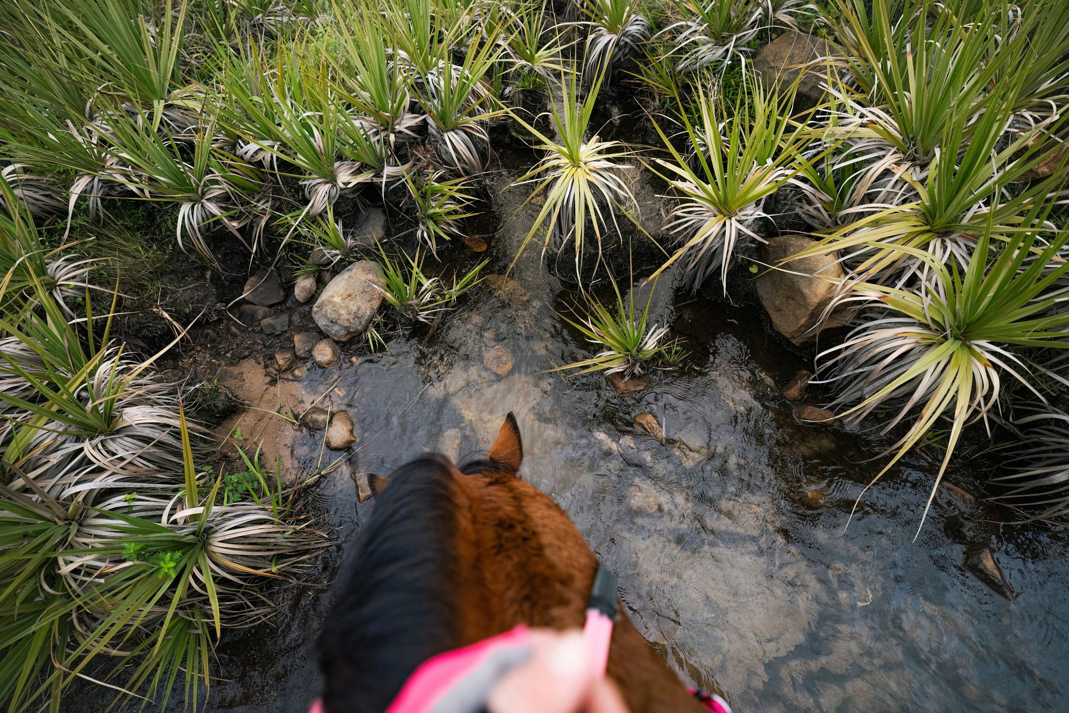 Horse drinking from a stream during a ride
