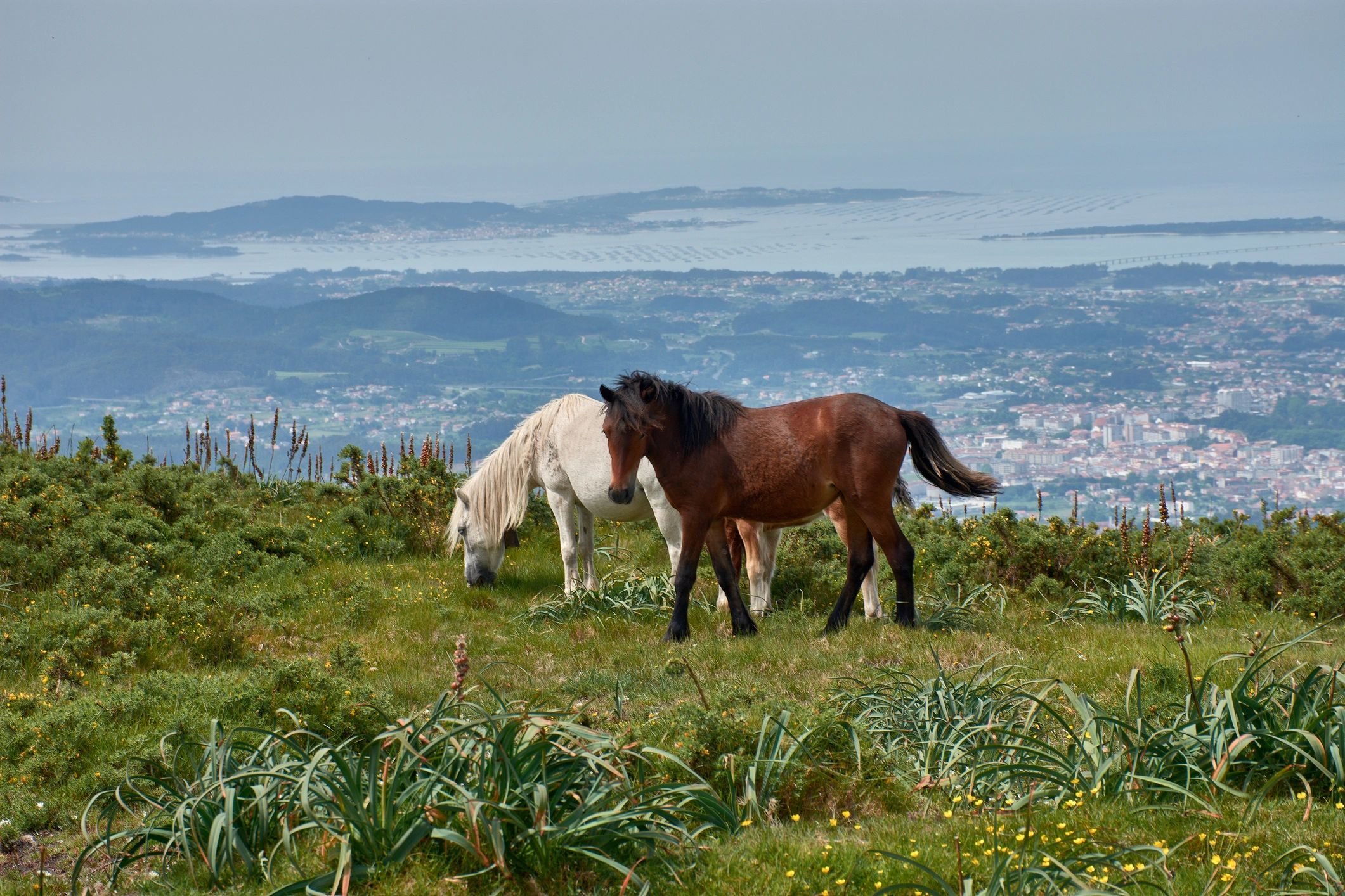 Wild horses on a hill with water in the distance